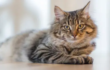 Día Internacional del Gato: importancia y cuidado en todo el mundo