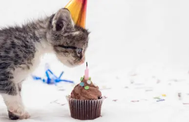 Día internacional del gato: Películas que debes ver con tu michi