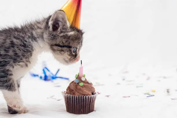 Día internacional del gato: Películas que debes ver con tu michi