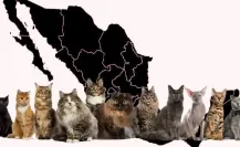 Día Internacional del Gato: La historia y el origen del popular término Michi