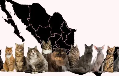 Día Internacional del Gato: La historia y el origen del popular término Michi