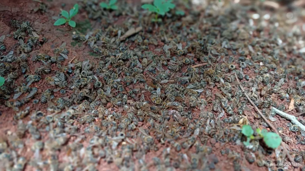 Apocalíptico: Denuncian muerte masiva de abejas en Yucatán por insecticidas