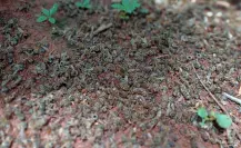 Apocalíptico: Denuncian muerte masiva de abejas en Yucatán por insecticidas