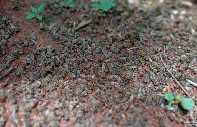 Apocalíptico: Denuncian muerte masiva de abejas en Yucatán por insecticidas