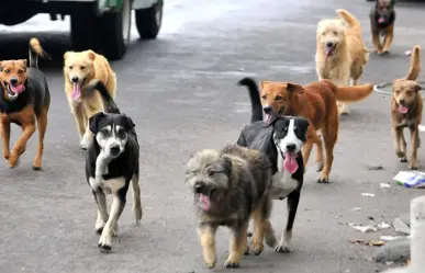 Los casos de crueldad animal en Dzidzantún siguen sin castigo