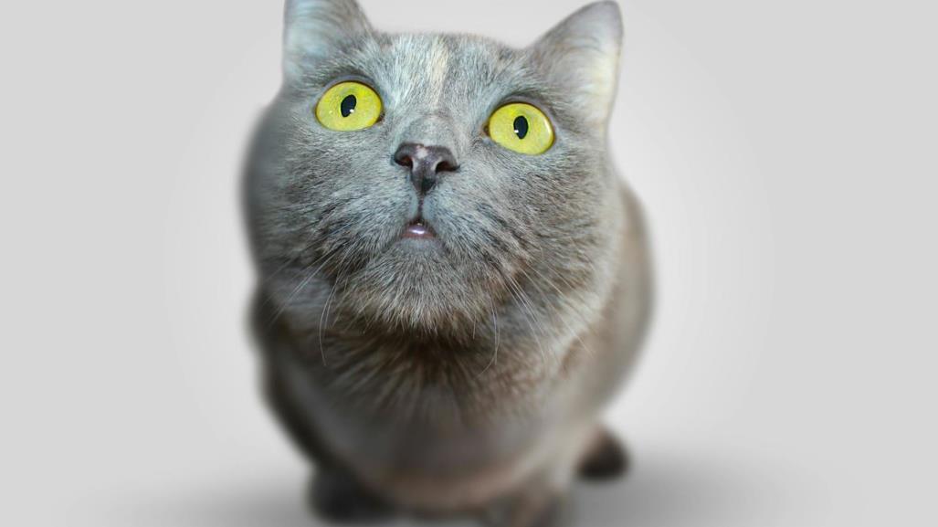 ¡Día del michi! Conoce la historia de los gatos y tips para su cuidado