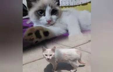¡Feliz Día del Michi! Llamado a la esterilización y adopción responsable