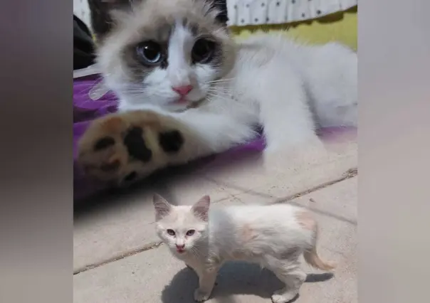 ¡Feliz Día del Michi! Llamado a la esterilización y adopción responsable
