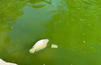 ¿Qué está pasando con la fauna del lago de la Ciudad Deportiva?