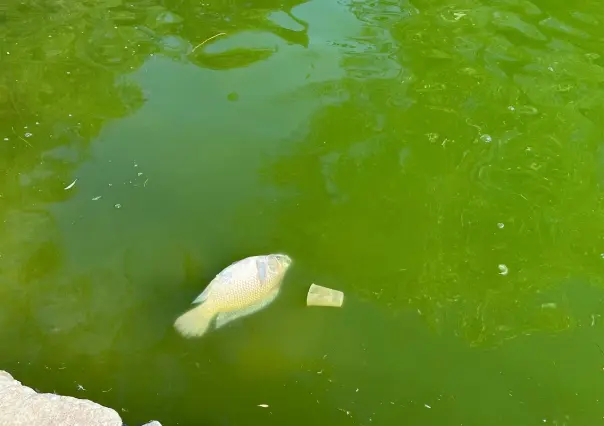 ¿Qué está pasando con la fauna del lago de la Ciudad Deportiva?