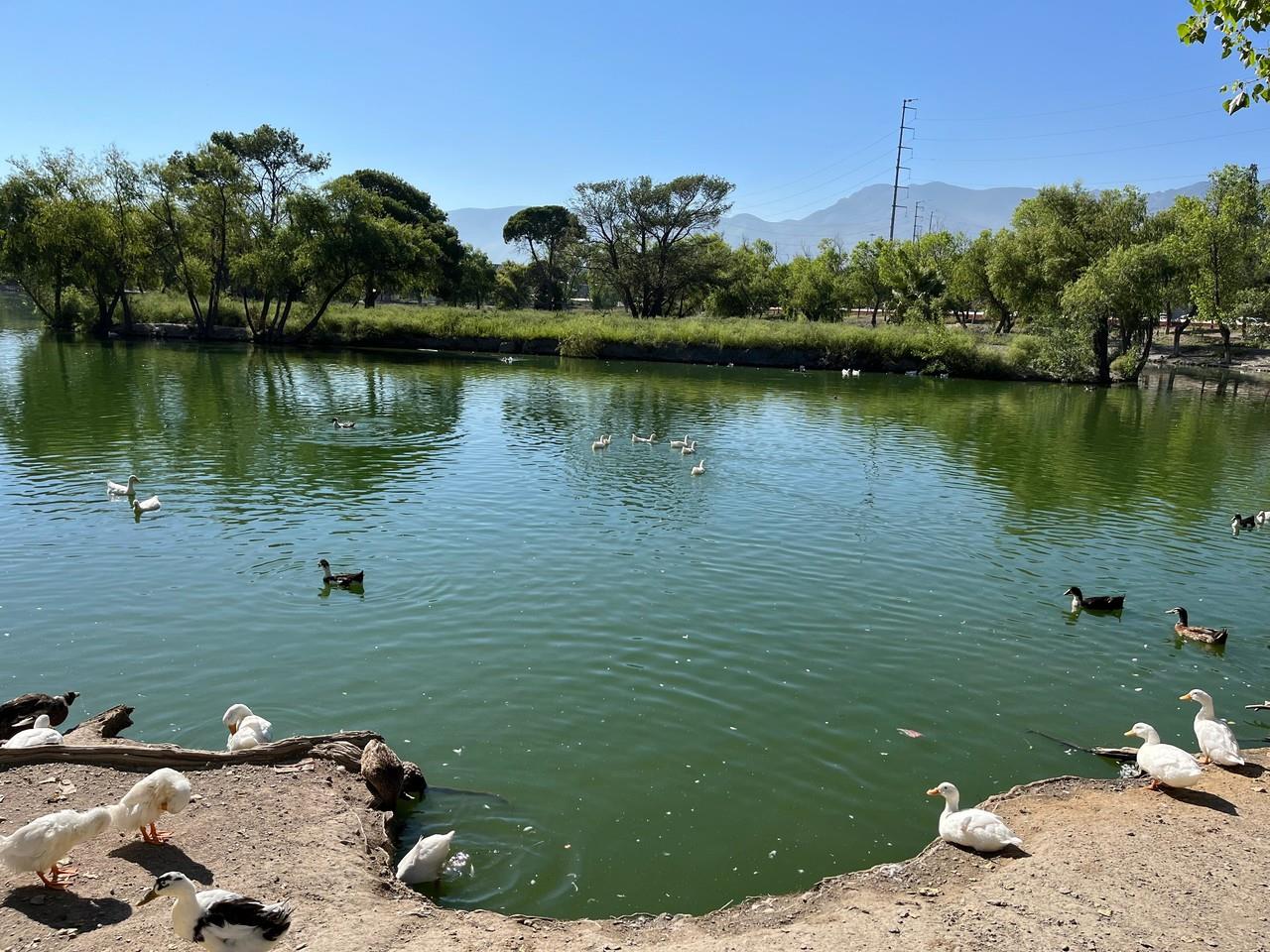 ¿Qué está pasando con la fauna del lago de la Ciudad Deportiva?