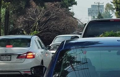 Árbol caído bloquea Boulevard Aeropuerto y causa tráfico pesado