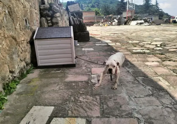 Salvan a dos lomitos desnutridos en Huixquilucan; preparan su adopción