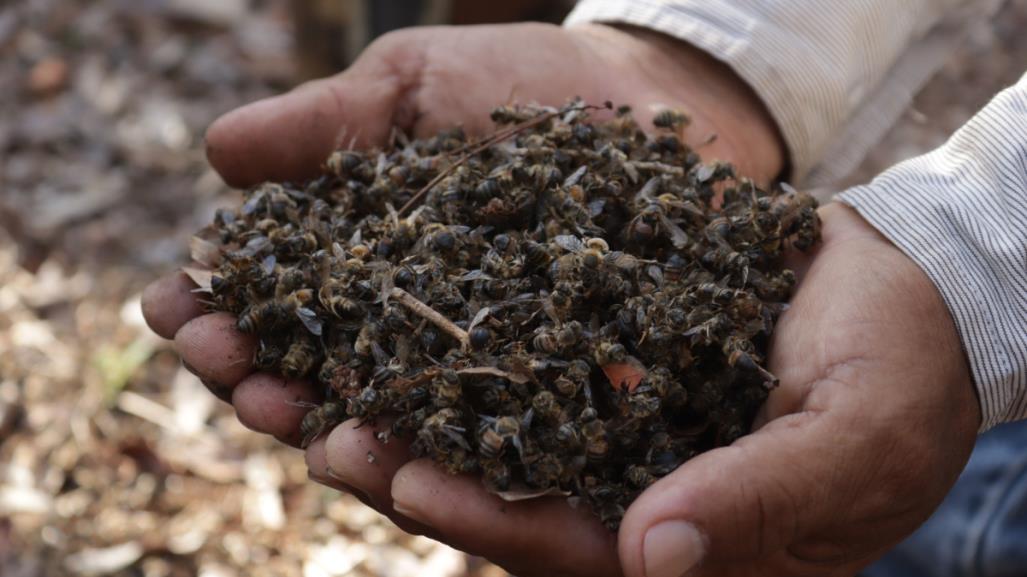 ¿Qué pasaría con los humanos si se extinguen las abejas?