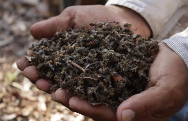 ¿Qué pasaría con los humanos si se extinguen las abejas?