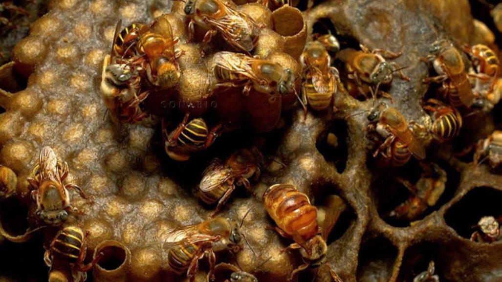 Crece la cultura por el cuidado de las abejas en Yucatán