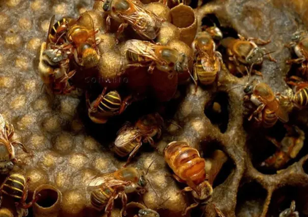 Crece la cultura por el cuidado de las abejas en Yucatán