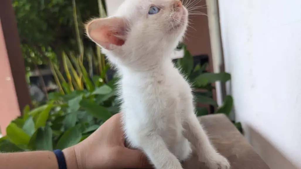 La sobrepoblación de gatos incrementa su maltrato, advierten animalistas