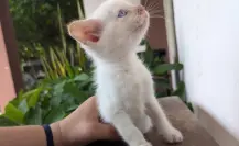 La sobrepoblación de gatos incrementa su maltrato, advierten animalistas