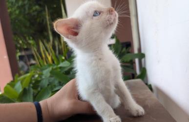 La sobrepoblación de gatos incrementa su maltrato, advierten animalistas