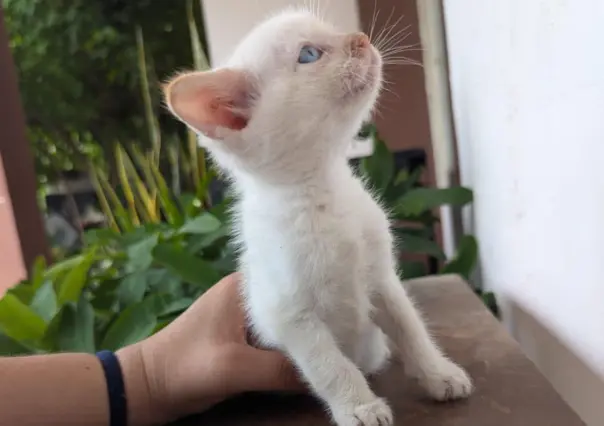 La sobrepoblación de gatos incrementa su maltrato, advierten animalistas