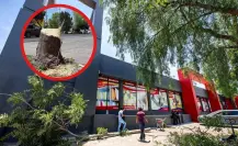 Protestarán a las afueras de Maxi Home por tala ilegal de árbol en Saltillo