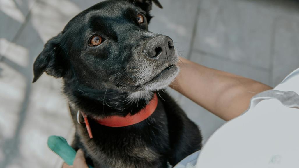 Adopta hoy uno de los 60 perritos que buscan hogar