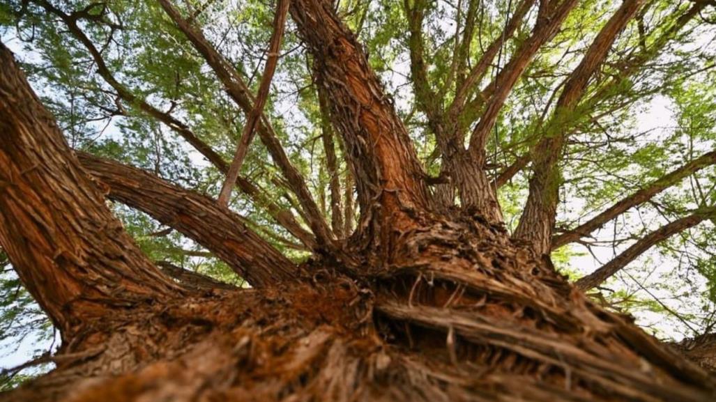 Ahuehuete en Gómez Palacio cumple 107 años de haber sido plantado