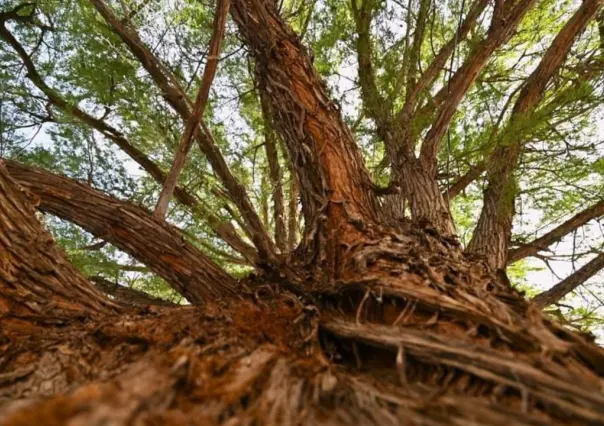 Ahuehuete en Gómez Palacio cumple 107 años de haber sido plantado