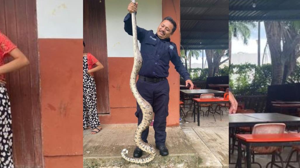 Capturan una enorme boa en un campo de fútbol en Tizimín