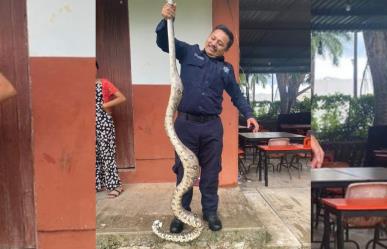 Capturan una enorme boa en un campo de fútbol en Tizimín