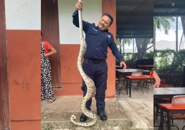 Capturan una enorme boa en un campo de fútbol en Tizimín