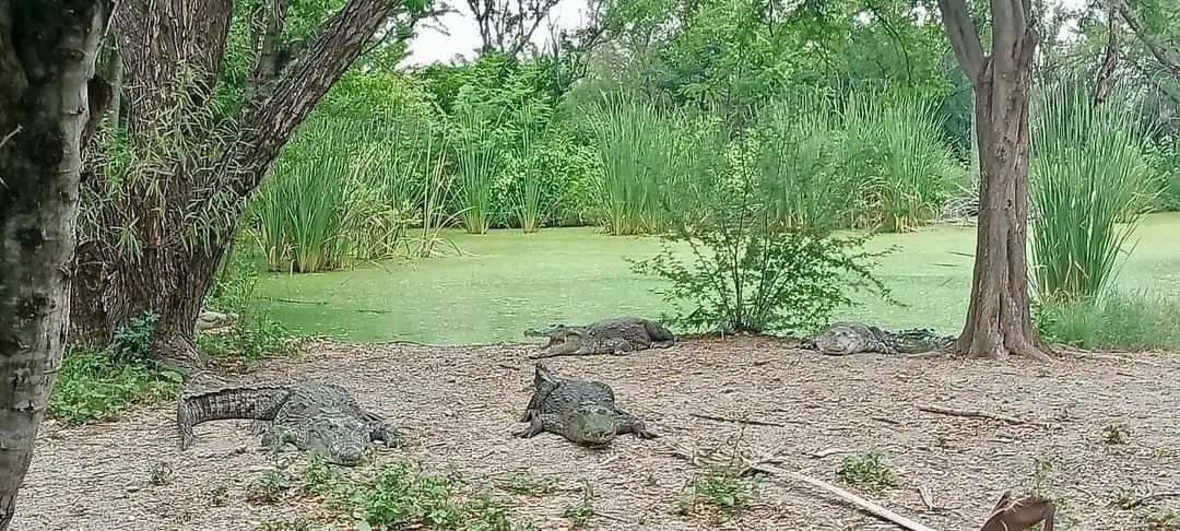 Fortalece Tamaulipas capacitación para manejo de cocodrilos