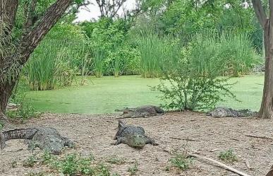 Fortalece Tamaulipas capacitación para manejo de cocodrilos