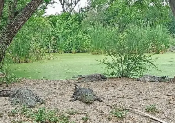 Fortalece Tamaulipas capacitación para manejo de cocodrilos