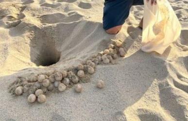 Mil nidos de tortugas son protegidos en Los Cabos