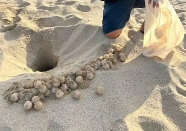 Mil nidos de tortugas son protegidos en Los Cabos