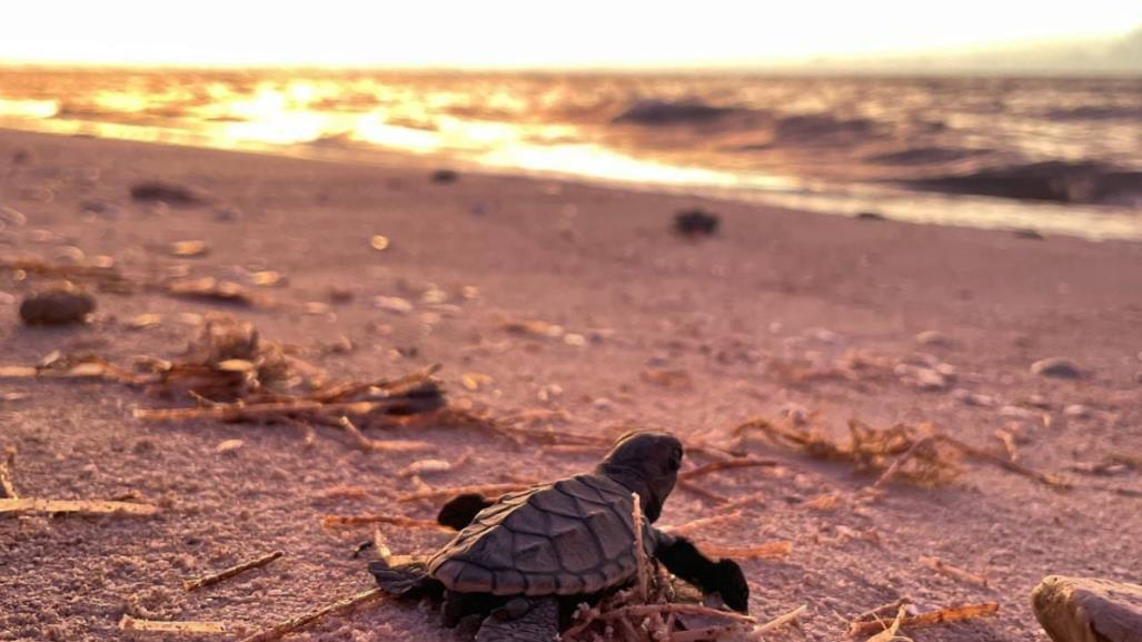 Liberan más de 200 crías de tortuga Carey desde el puerto de Sisal