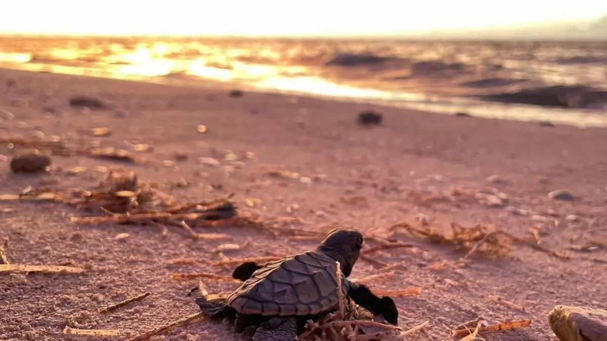 En las playas de Yucatán anidan 3 de las 7 especies marinas que existen Foto: Cortesía