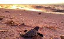 Liberan más de 200 crías de tortuga Carey desde el puerto de Sisal