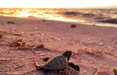 Liberan más de 200 crías de tortuga Carey desde el puerto de Sisal