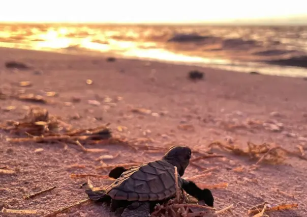 Liberan más de 200 crías de tortuga Carey desde el puerto de Sisal