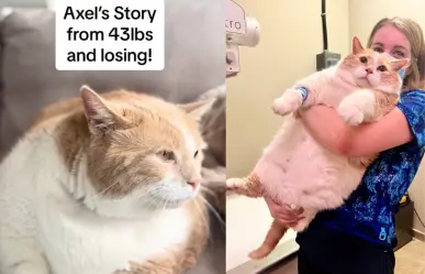 Biggie Smalls, el felino que conquistó TikTok con su historia de superación