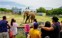 Conoce a Monty en Zoológico La Pastora en el Día Mundial del Elefante