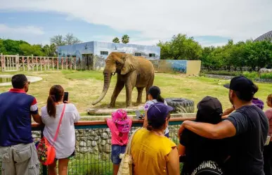 Conoce a Monty en Zoológico La Pastora en el Día Mundial del Elefante