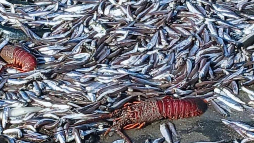 Varamiento masivo de especies marinas en Punta Abreojos