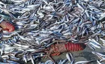 Varamiento masivo de especies marinas en Punta Abreojos