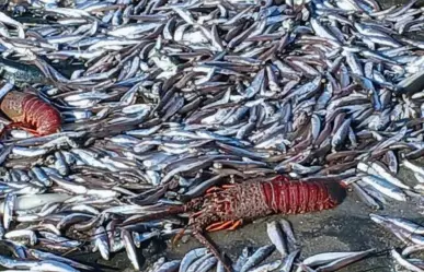 Varamiento masivo de especies marinas en Punta Abreojos