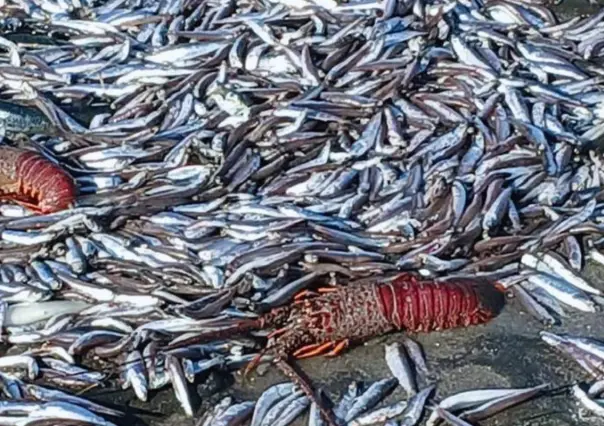 Varamiento masivo de especies marinas en Punta Abreojos