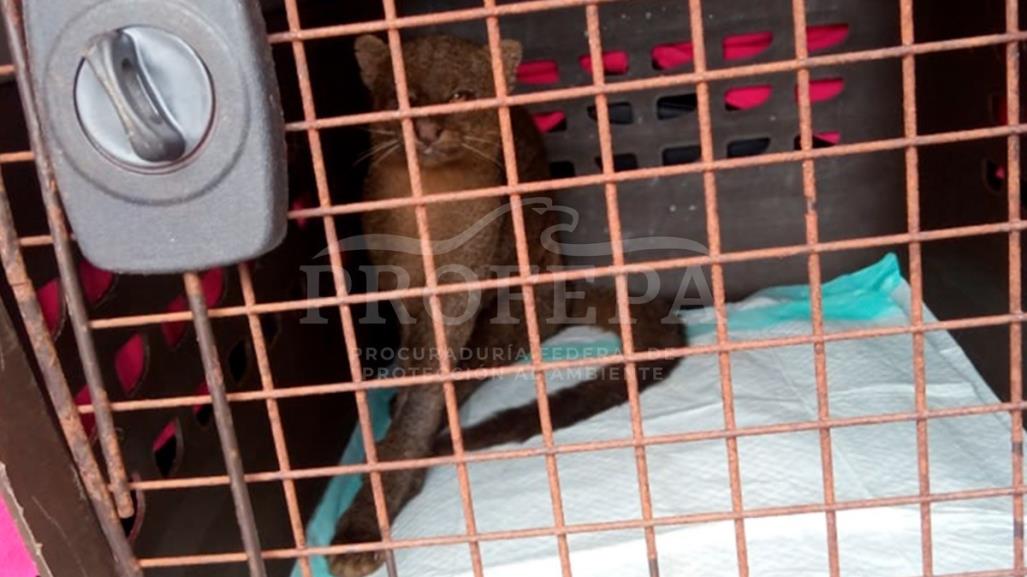 Jaguarundi es liberado tras ser rescatado herido en Coatzacoalcos, Veracruz